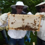 Wahlfach Bienen AG