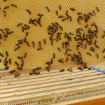 Wahlfach Bienen AG